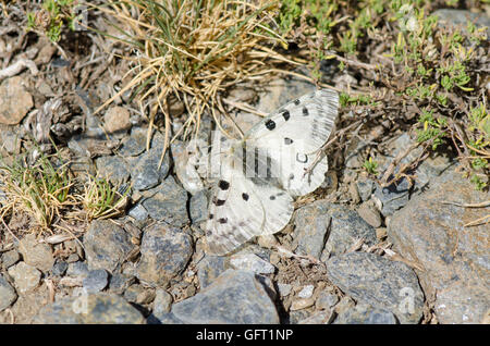 Papillon Apollon Parnassius apollo subsp nevadensis, Sierra Nevada, Espagne. Banque D'Images