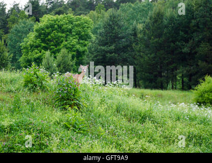 Un chevreuil dans la forêt suédoise. Banque D'Images