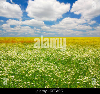 Camomille Sauvage dans la steppe contre d'un ciel nuageux Banque D'Images