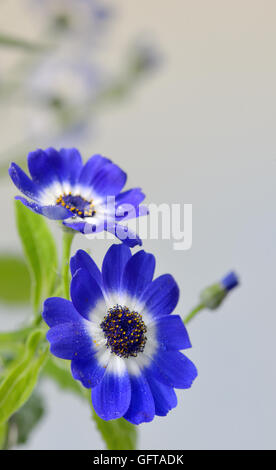 La cinéraire dans la nature des fleurs bleu Banque D'Images