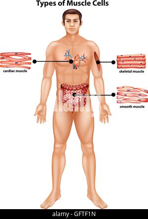 Schéma de types de cellules musculaires, illustration Illustration de Vecteur