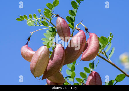 Senna (vessie Colutea arborescens) montrant son fruit comme bladdery gonflés pods Banque D'Images