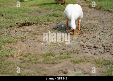Un groupe de cygnes dans un parc sur une journée ensoleillée Banque D'Images