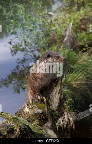 Mouiller la loutre (Lutra lutra) assis sur la souche près de l'eau Banque D'Images