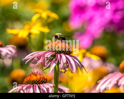 Bumblebee, également écrit bourdon, est un membre de l'abeille genre Bombus, dans la famille Apidae Banque D'Images