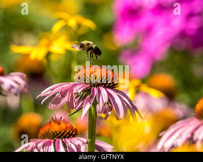 Bumblebee, également écrit bourdon, est un membre de l'abeille genre Bombus, dans la famille Apidae Banque D'Images