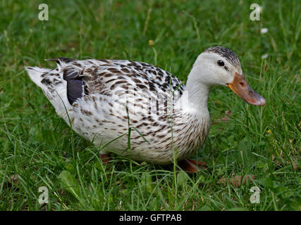 Ou blanc Albino Canard colvert (Anas platyrhynchos) femmes assis, le lac d'Idro, Italie Banque D'Images