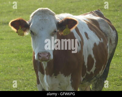 Bio, nourris d'herbe, de la viande bovine. Mâle peut peser jusqu'à 1200 kg ou 2600 kg, tandis que les femmes pèse jusqu'à 1000 kg ou 2200 kg Banque D'Images