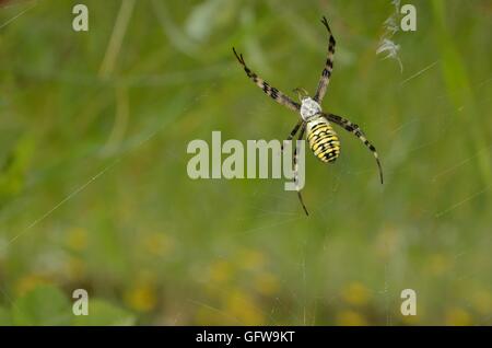 Blanc jaune araignée dans le web Banque D'Images