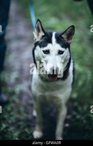 Triste portrait chien husky dans une forêt. Banque D'Images