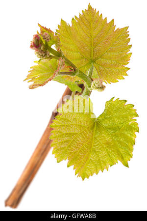 Raisin des semis avec feuille isolé sur fond blanc Banque D'Images