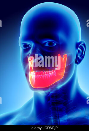 3D illustration de mandibule - Partie de squelette humain. Banque D'Images