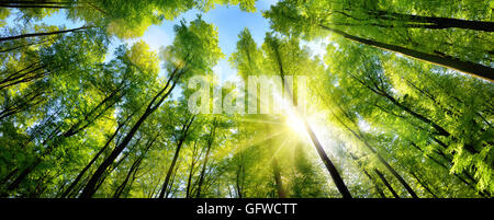 Le soleil illuminant la cime des arbres vert magnifiquement de grands arbres dans une clairière, panorama shot Banque D'Images