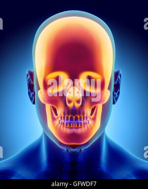 Illustration 3D de l'anatomie du crâne - partie de squelette humain, concept médical. Banque D'Images