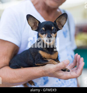 Pinscher nain chien dans la vieille tour. Banque D'Images