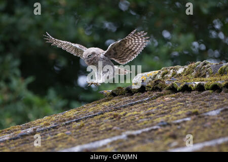 Peu owlet (Athene) npctua landing on barn roof dans le Worcestershire, Angleterre. Banque D'Images