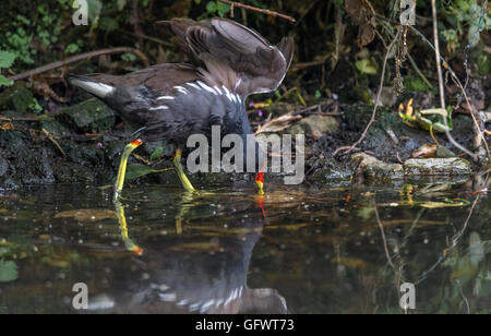 Gallinule poule-d'adultes à la recherche de nourriture à partir d'un étang peu profond Banque D'Images