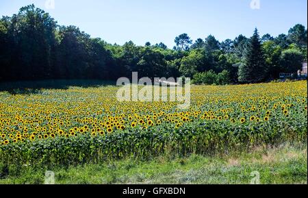 Champ de tournesols à Frayssinet le-gelat dans le département Lot Région France Banque D'Images