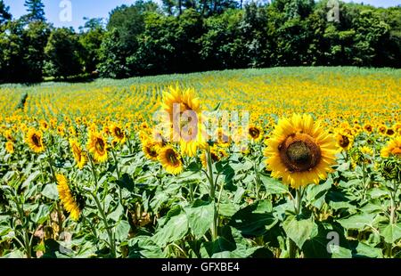 Champ de tournesols à Frayssinet le-gelat dans le département Lot Région France Banque D'Images