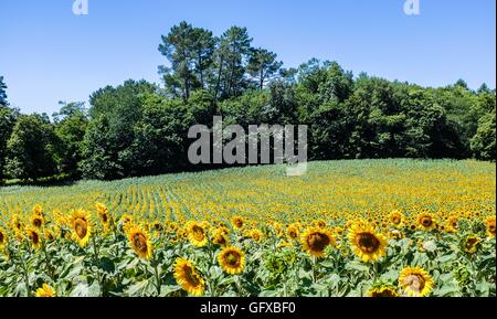 Champ de tournesols à Frayssinet le-gelat dans le département Lot Région France Banque D'Images