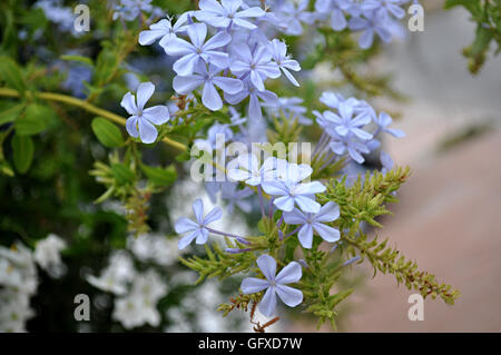 Plumbago bleu fleurs de jasmin Banque D'Images