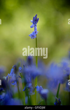 Un seul grand parmi les peuplements bluebell bluebells plus court contre un un arrière-plan flou Banque D'Images