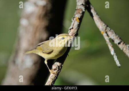 Perching Willow Warbler (Phylloscopus trochilus) à la direction générale de l'arbre. Yaroslavl region, Russie Banque D'Images