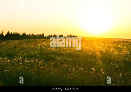 coucher de soleil dans le champ Banque D'Images