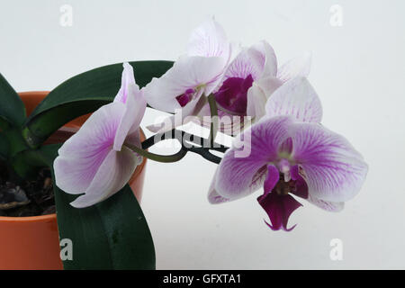Orchidée Phalaenopsis blanc et violet Banque D'Images