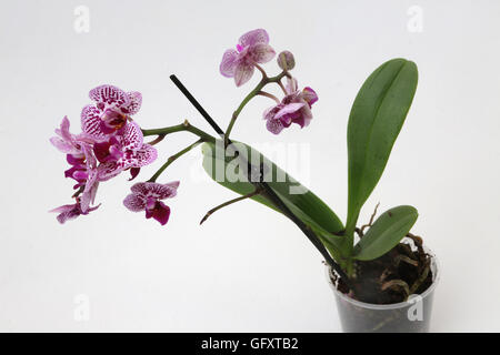 Orchidée Phalaenopsis rose et blanc Banque D'Images