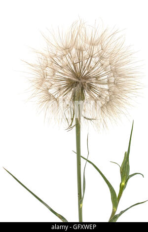 Tragopogon pratensiss close-up, isolé sur fond blanc Banque D'Images