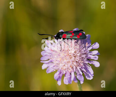 Six-spot Burnet Moth sur Field Scabious. Banque D'Images