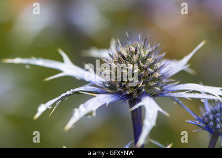 Mer Méditerranée holly (Eryngium bourgatii). Fleurs bleu sphérique avec bractées épineuses de plante de la famille des Apiaceae Banque D'Images