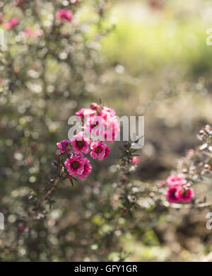 Tôt le matin, le soleil qui rayonne sur callistemon rose fleurs et rosée Banque D'Images