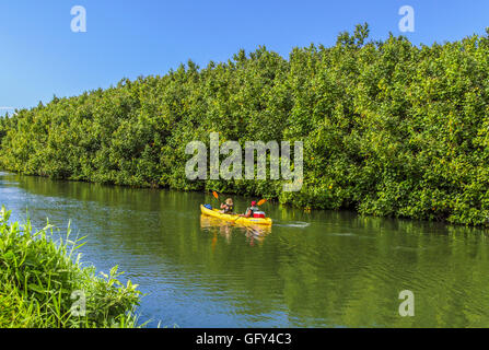 Les kayakistes sur la rivière Hanalei sur Kauai Banque D'Images