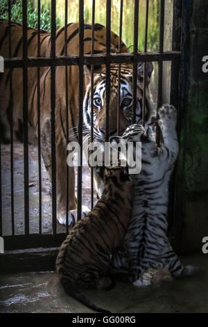 Jakarta, Indonésie. 2 août 2016. Un tigre du Bengale observe deux oursons qui sont nés le 22 juin 2016, au parc du zoo de Medan à Jakarta du nord de Sumatra, Indonésie, le 1 août 2016. Source : Xinhua/Alamy Live News Banque D'Images