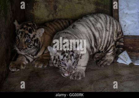 Jakarta, Indonésie. 2 août 2016. Deux tigres du Bengale, né le 22 juin 2016, sont vus dans une cage pour être montré aux médias pour la première fois à Bali zoo park à Bali du Nord de Sumatra, Indonésie, le 1 août 2016. Source : Xinhua/Alamy Live News Banque D'Images