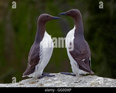 Paire de guillemots, de la cour commune Banque D'Images