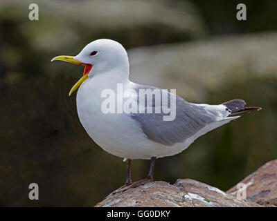 Debout sur les rochers, de Kittiwake bec ouvert, appelant Banque D'Images