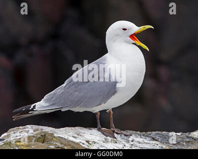 Debout sur les rochers, de Kittiwake bec ouvert, appelant Banque D'Images