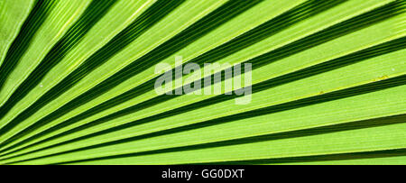 Résumé gros plan du chinois pour les feuilles de palmier tropical avec couleur vert vif et graphique - accordéon. Banque D'Images