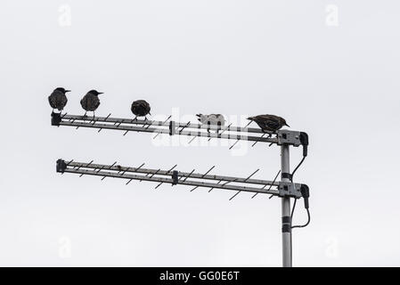 Un petit troupeau de Starlings sur une antenne TV Banque D'Images