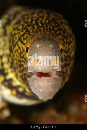 Bonjour - Echidna nebulosa communément appelé Snowflake Moray Eel, assombri, ou Détroit de Lembeh, murène étoilée, Manado, Indonesi Banque D'Images