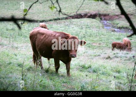 vache dans un champ Banque D'Images