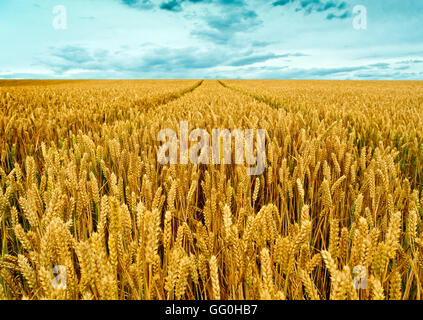 WHEATFIELD OU DOMAINE DE LA CULTURE DU BLÉ AU Royaume-Uni Banque D'Images