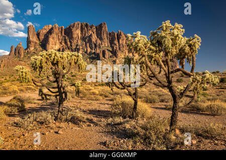 Superstition Mountains, teddybear cactus cholla, vue de Lost Dutchman State Park, près de Apache Junction, Arizona, USA Banque D'Images