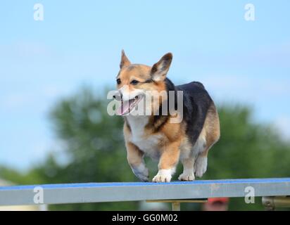 Pembroke Welsh Corgi s'exécutant sur un chien à pied à un procès d'Agilité Banque D'Images