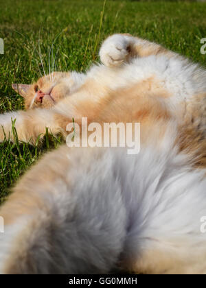 Gingembre domestique cat allongé sur le ventre sur le dos montrant pelouse Banque D'Images