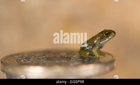 Grenouille rousse (Rana temporaria) grenouillette sur pièce. Tout petit bébé grenouille avec coins à montrer de petite taille, environ 8mm de long Banque D'Images