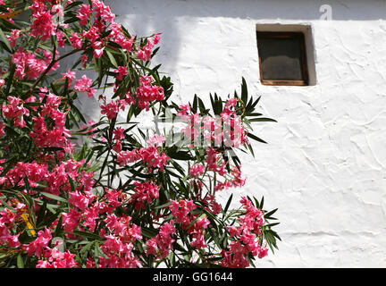 Belles fleurs de lauriers roses dans le jardin de la maison blanche Banque D'Images